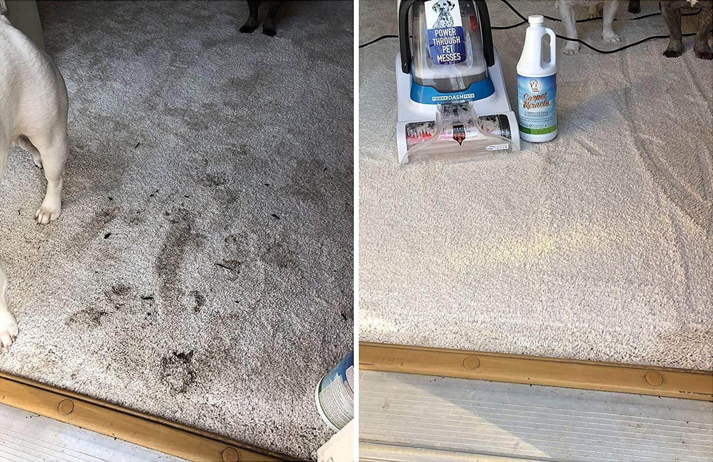 Before and after comparison phot of carpet miracle on pet stains