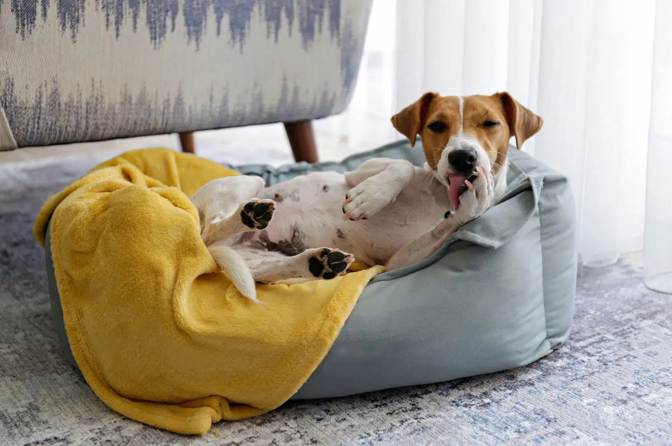 jack russell terrier licking his paw and lying in a blue coloured dog bed