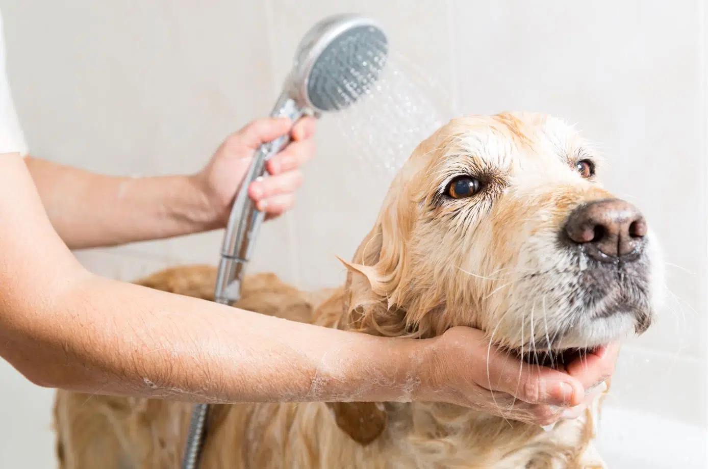 man washing his labrador with a chrome shower head