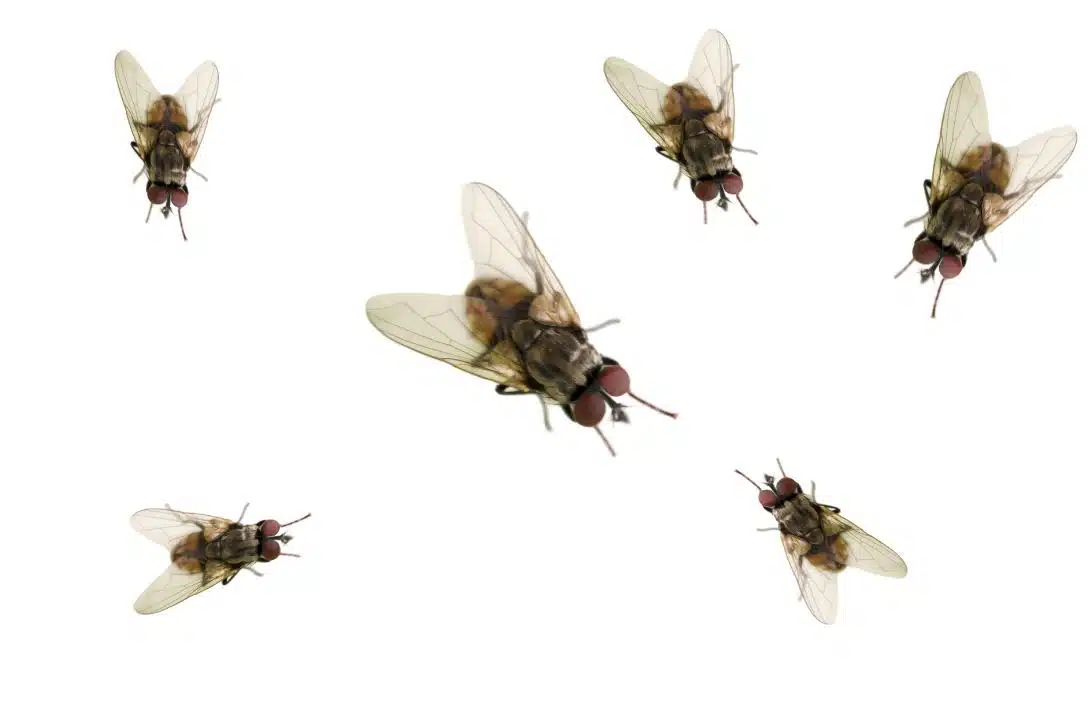 six large house flies on a white background